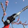 Αραιωτής Ανθέων AF100 Cordless Αrvipo