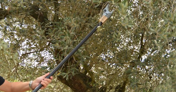 Κονταροψάλιδο Μπαταρίας HP37 Arvipo