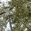 Ραβδιστικό μπαταρίας OV37 Arvipo