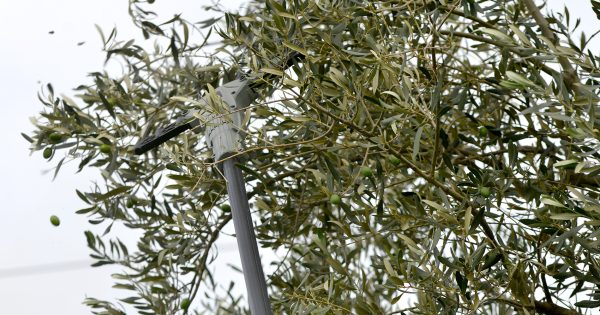 Ραβδιστικό μπαταρίας OV37 Arvipo