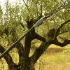 Ραβδιστικό μπαταρίας OV37 Arvipo