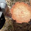 Αλυσοπρίονο Μπαταρίας ST37 Arvipo