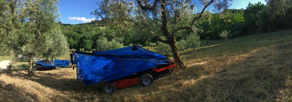OlivSpeed 4x4J